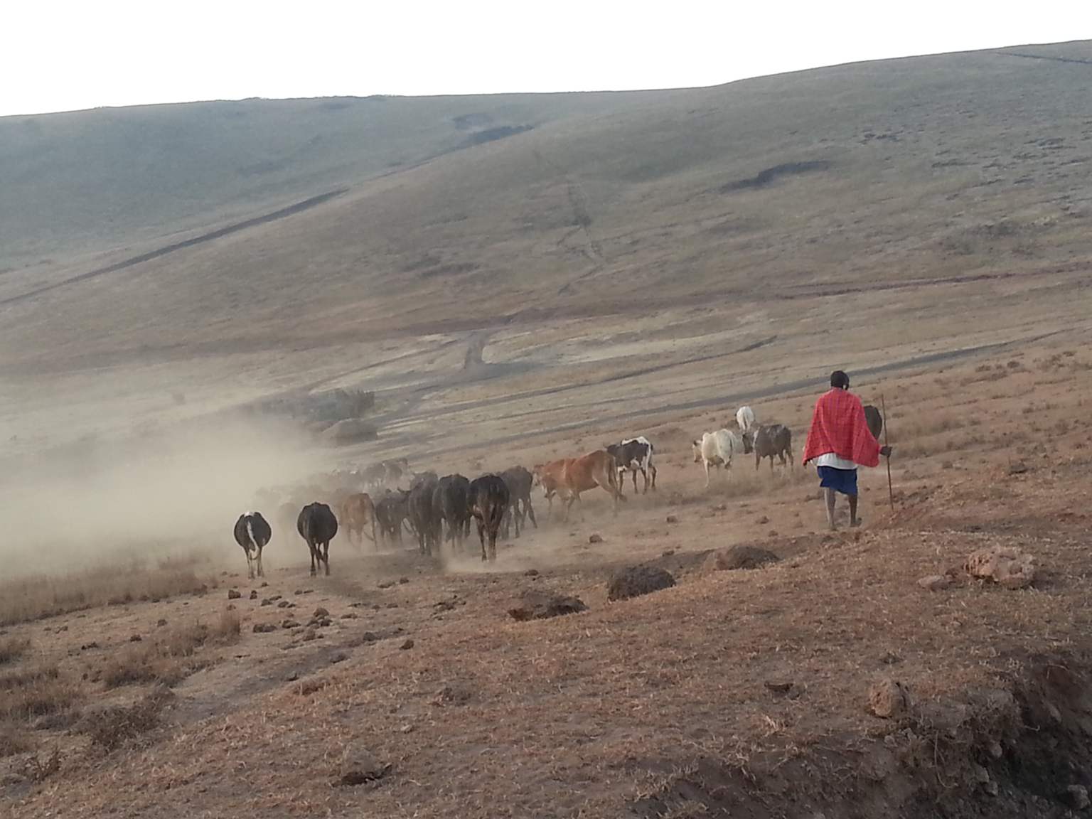A Maasai herder guiding cattle across dry, hilly terrain in Tanzania, illustrating the traditional pastoral lifestyle